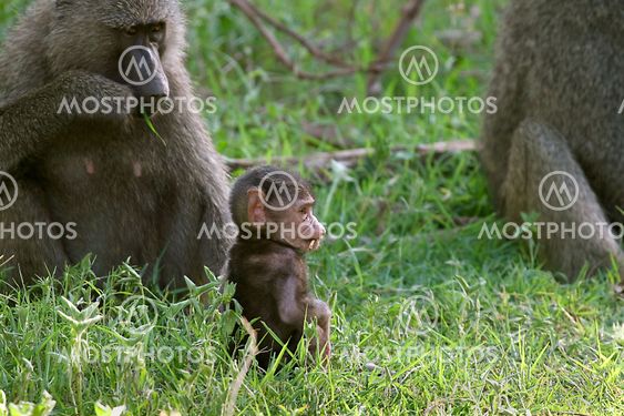 Olive baboons (Papio anubis)