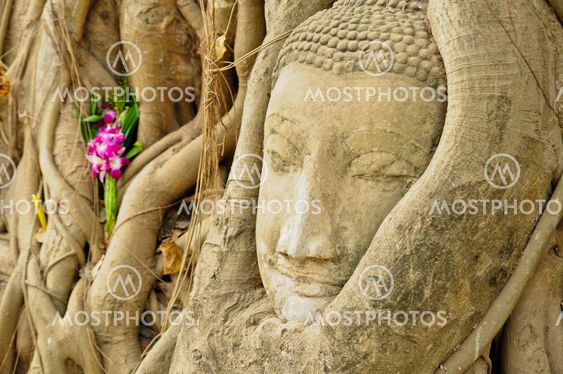 the head of the sandstone buddha image in roots of bodhi tree, Ayutthaya,Thailand