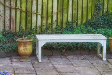 Plant, nature and bench in garden of home for...