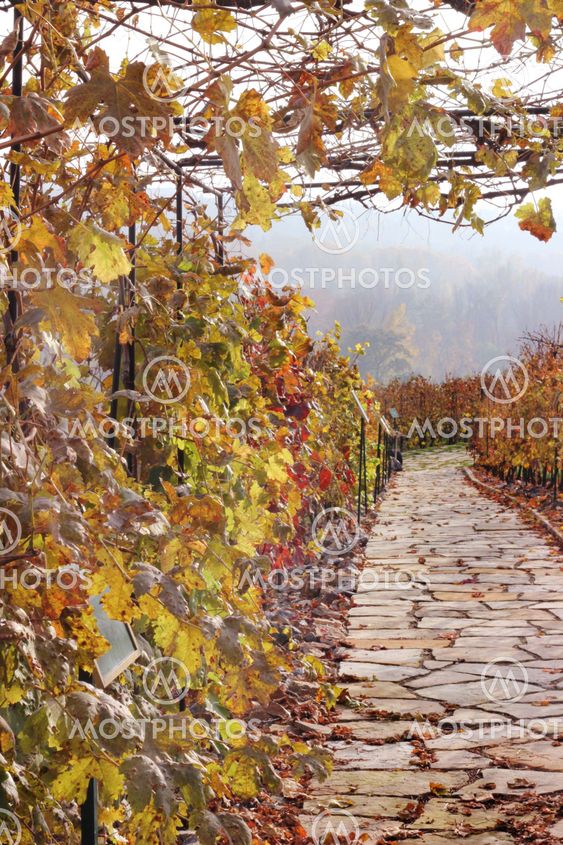 Path in autumn vineyard