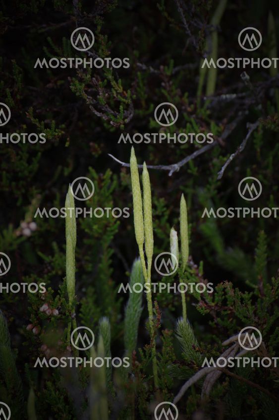 Wolfs-Foot Clubmoss