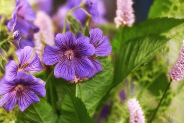 Garden, environment and blossom with closeup of flower...