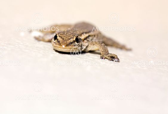 Common Lizard (Juvenile)
