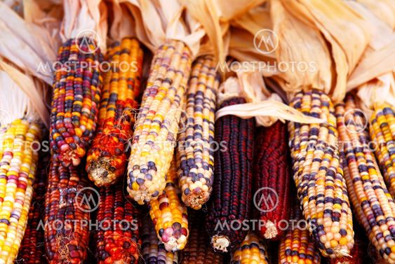 Indian corn