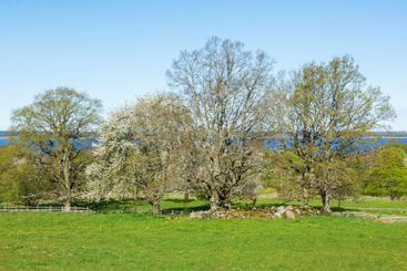 Grove of trees in spring in rural landscape