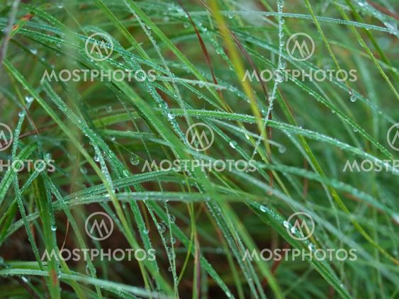 dew drops on long green lush grass