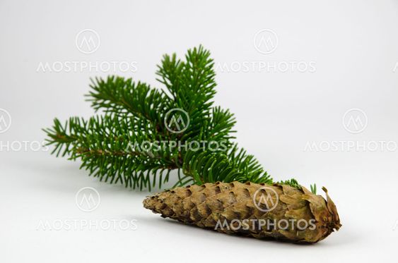 Spruce cone and twig