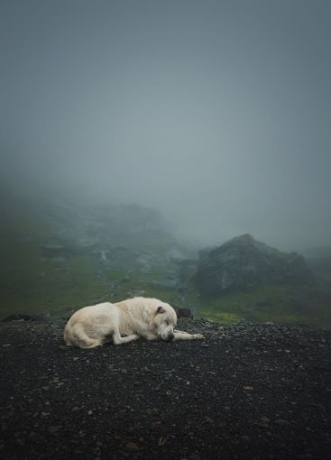 Moody and silent scene with a white, wolf like dog...