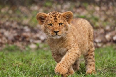 Baby lion in grass