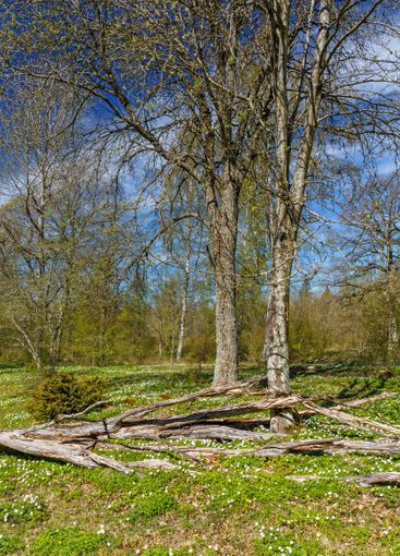 Idyllisk blommande äng med vitsippor på våren