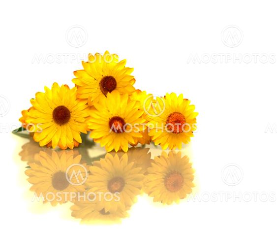 Australian yellow paper daisy flower