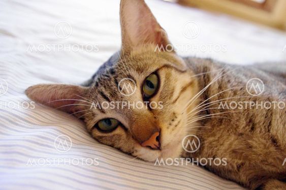 Cat lying on a bed