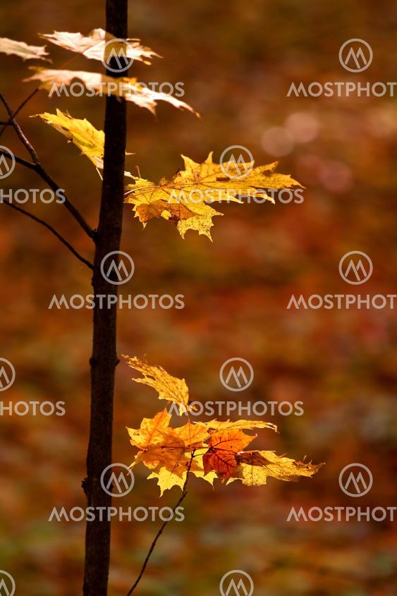 Maple Leaves