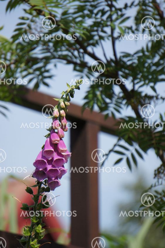 Fingerborgsblomma