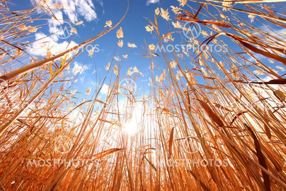 Wheat Grass Outdoors on a Sunny Day