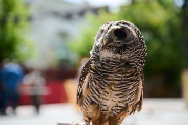 Close-up of a beautiful owl with intricate feather...