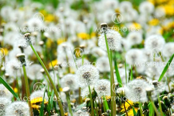 Seeding dandelions