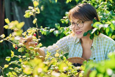 Harvesting ripe gooseberries in the summer garden