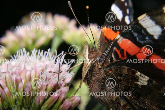 Red Admiral (Vanessa atalanta)