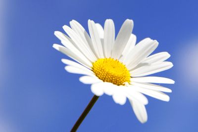 Prästkrage i närbild