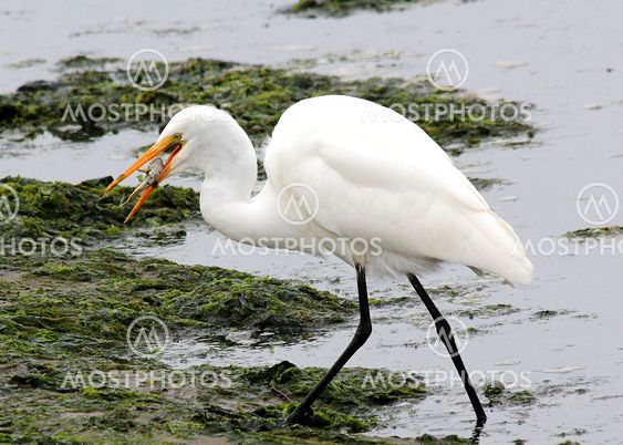 Great white egret