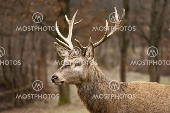deer captured wild forest. High quality beautiful photo...