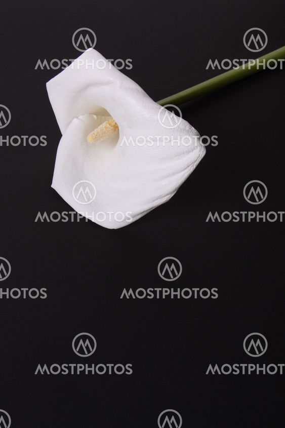 Gentle calla lily