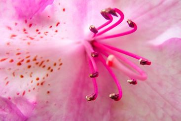 Beautiful pink rhododendron flowers in bloom