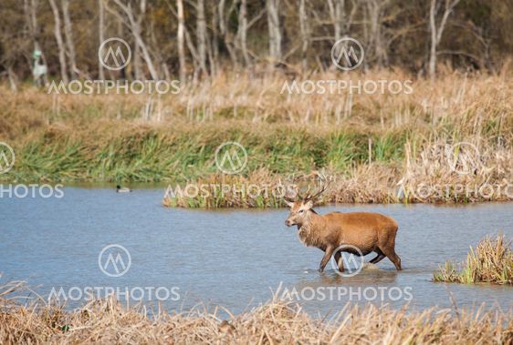 Deer in Salburua, Vitoria, Alava, Spain