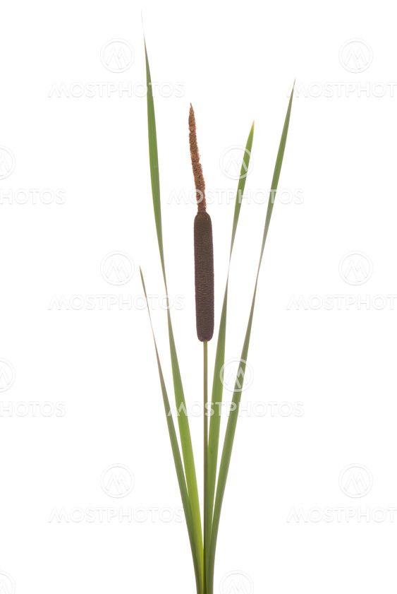 cattails