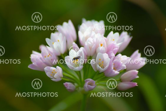Kanten-Lauch (Allium angulosum)