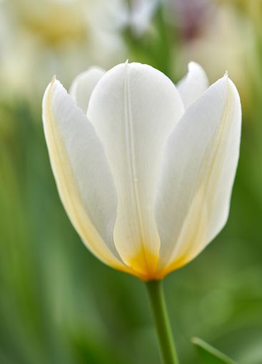 Background, backyard and spring with flower in garden of...