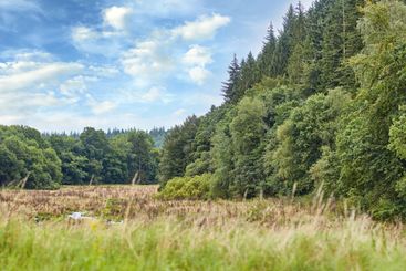 Trees, nature and environment with landscape, field or...