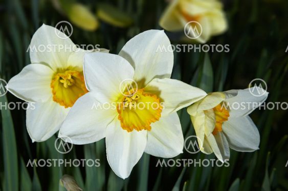 Narcissuses