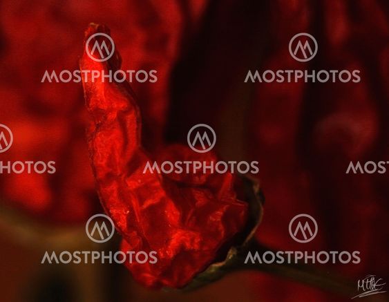 Old Red Chilipepper