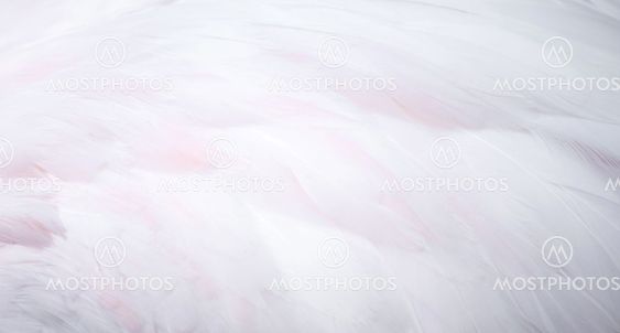 flamingo feather