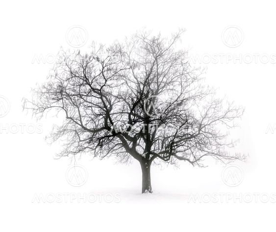 Winter tree in fog
