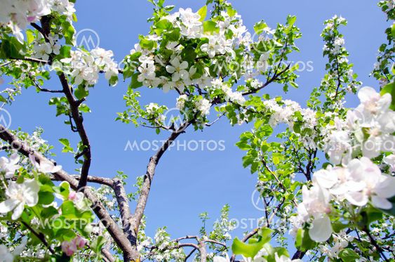 blossom apple tree branch on background blue sky
