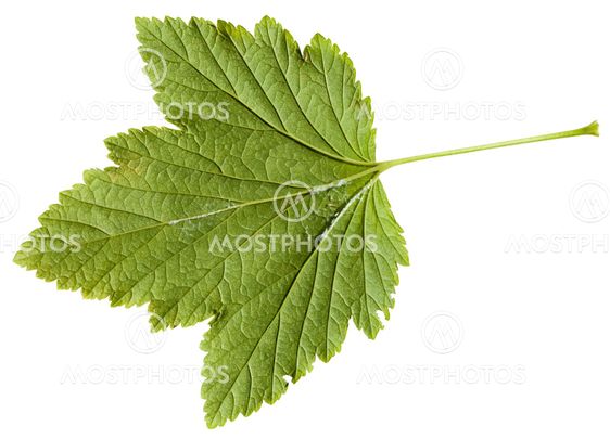 back side of green leaf Blackcurrant plant