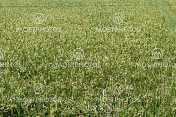 Paddy field