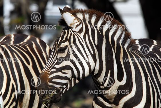 Plains Zebra (Equus quagga)