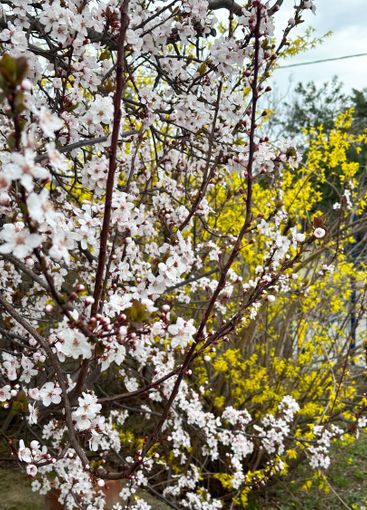 Dense white blossoms covering tree branches in spring....