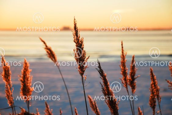 Group of backlit reed flowers