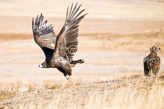 Black Vulture taking off