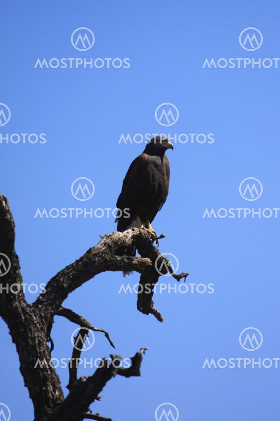Aguila Rojinegra