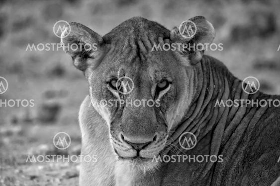 white anb black face of a lion at etosha national park namibia africa