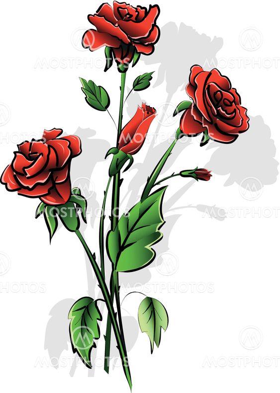 red roses