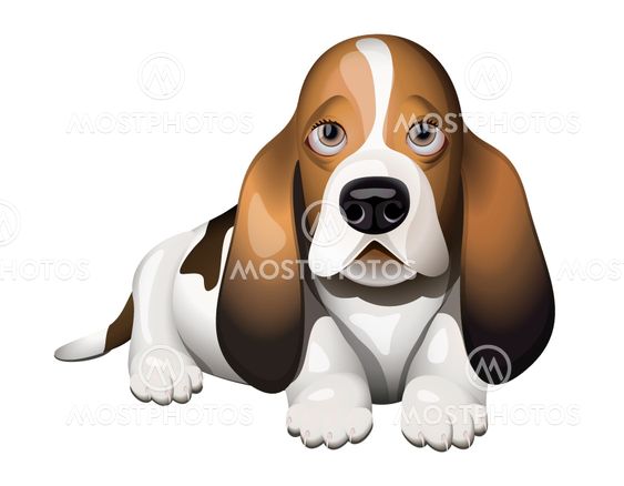 Basset Hound puppy