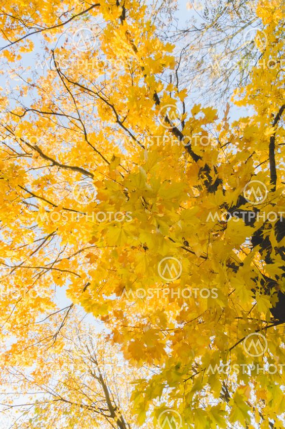 Autumn time yellow colored maple tree on blue sky