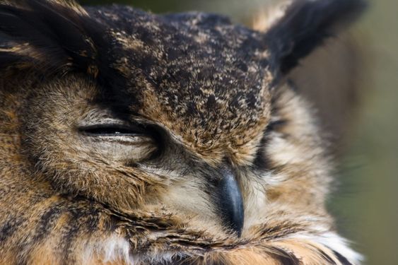 Old eagle owl watchful